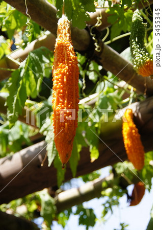 8月　ゴーヤ・ウリ科15完熟 5455345