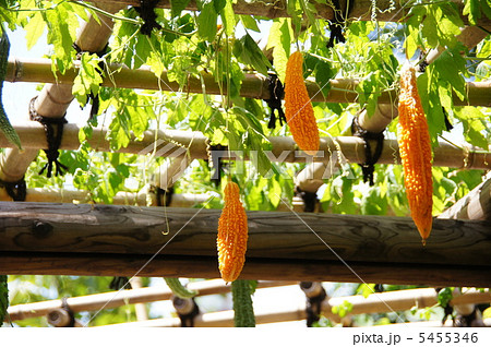 8月　ゴーヤ・ウリ科14完熟 5455346