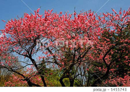 ハナモモ　菊桃 5455743