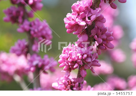 ハナズオウ ハナズオウ 5455757