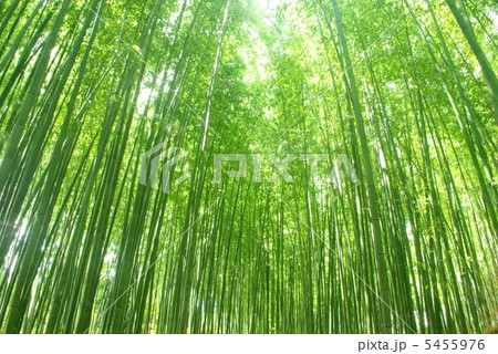 緑の竹林 5455976