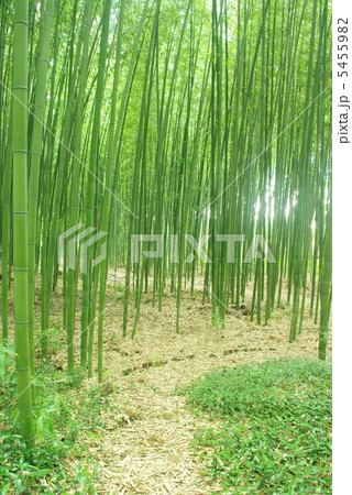 竹林の小道 竹林の小道 5455982