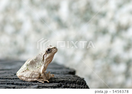 白くなったニホンアマガエル 5456378