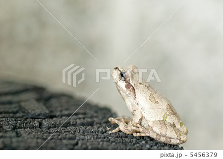 アマガエル アマガエル 5456379