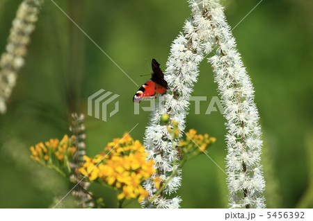 クジャクチョウ 5456392