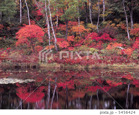志賀高原の秋 志賀高原の秋 5456424