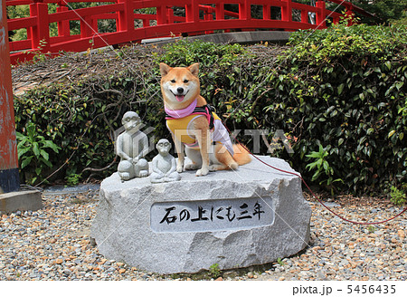 石の上にも三年（笑顔 柴犬） 5456435