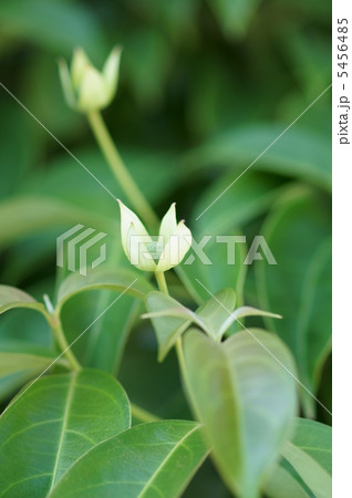 山法師の若い実 ちゃんと熟すのか心配です。 山法師の若い実 ちゃんと熟すのか心配です。 5456485