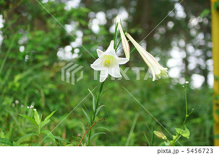 白百合 花言葉 純潔 White Lily の写真素材