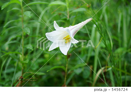 白百合 花言葉 純潔 White Lily の写真素材