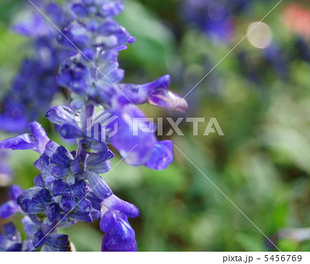 ブルーサルビア 花言葉 永遠にあなたのもの Blue Salvia の写真素材