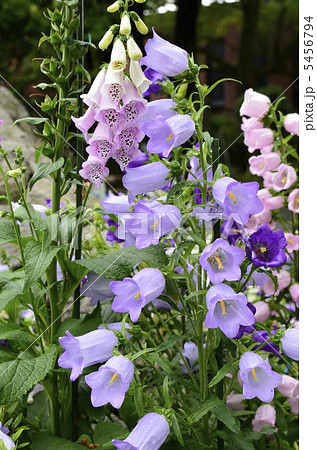 カンパニュラ 5456794