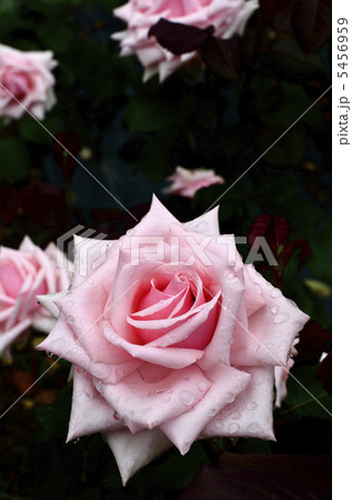 バラの花 オードリー ヘップバーンの写真素材