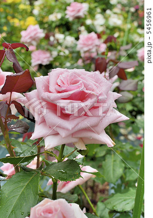 バラの花 オードリー ヘップバーンの写真素材