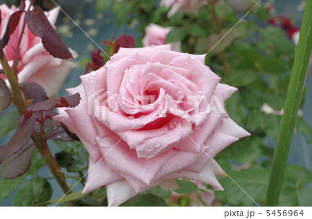 バラの花 オードリー ヘップバーンの写真素材