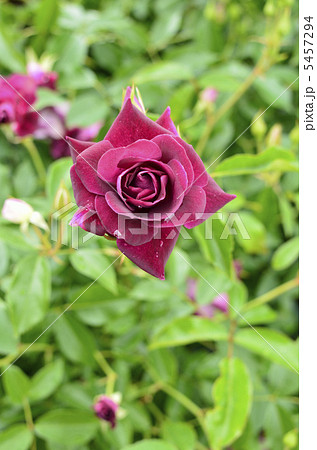 赤紫の薔薇 5457294