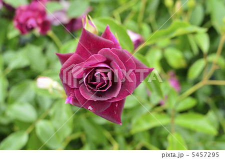 赤紫のバラ 5457295