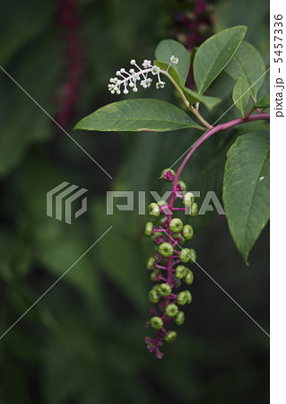 ヨウシュヤマゴボウ 5457336