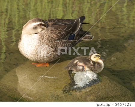 カルガモ親子の休息 5457525