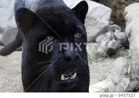 黒ヒョウ 5457527