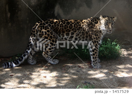 ヒョウ 5457529