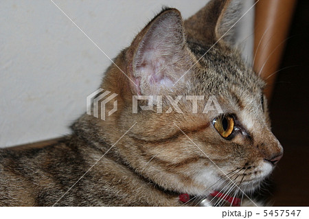 猫 猫 5457547