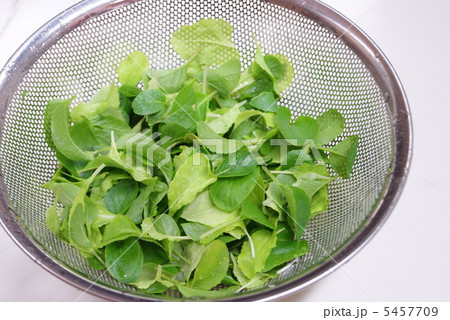 ベビーリーフ 5457709