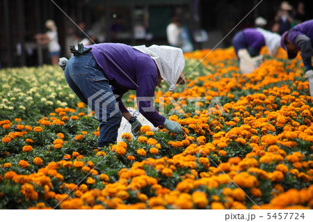富良野ベニバナ摘み 5457724