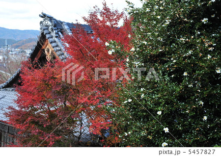 京都 金福寺の山茶花と紅葉 京都 金福寺の山茶花と紅葉 5457827
