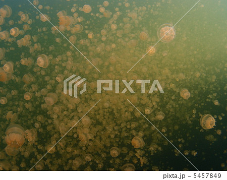 たっくさんのクラゲ☆ 5457849