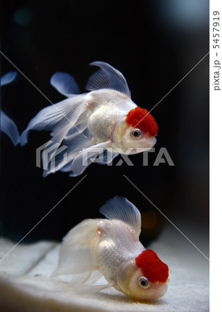 金魚 5457919