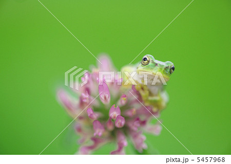 アマガエルとムラサキツメクサ 5457968