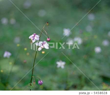 御岳山のレンゲショウマ 5458028