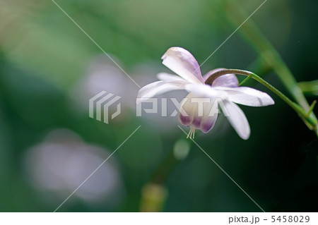 御岳山のレンゲショウマ 5458029