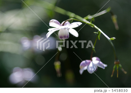 御岳山のレンゲショウマ 5458030