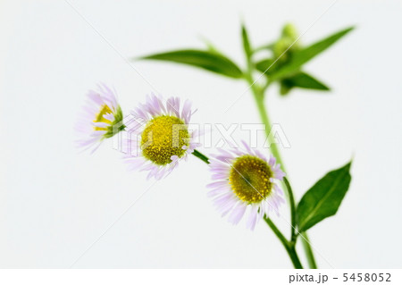 姫女苑の花 5458052