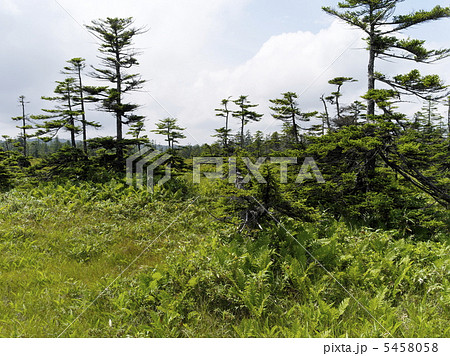 松山湿原2012 夏 松山湿原2012 夏 5458058