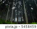 霧の出ている林間 5458459