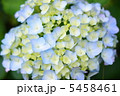 あじさい 5458461