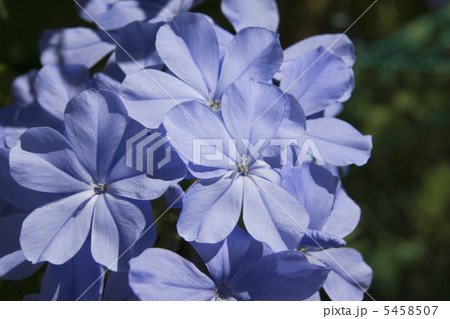 ルリマツリ 5458507