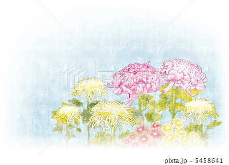 菊の花々（横） 5458641