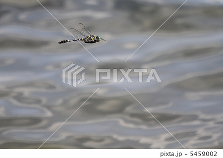 コヤマトンボ コヤマトンボ 5459002