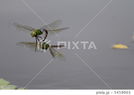 産卵場所を探すギンヤンマ 5459003