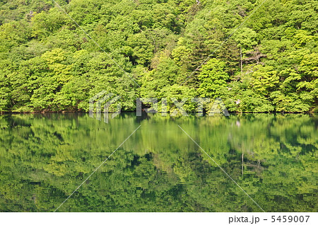 水面の新緑 5459007