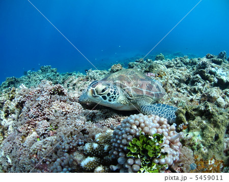 サンゴの上で休息するウミガメの写真素材 [5459011] - PIXTA