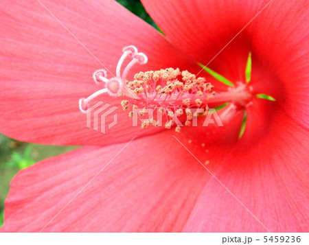 コウショッキ(紅蜀葵) コウショッキ(紅蜀葵) 5459236