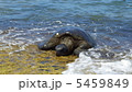 ウミガメ 5459849