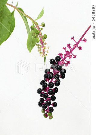洋種山牛蒡の果実と花 洋種山牛蒡の果実と花 5459897