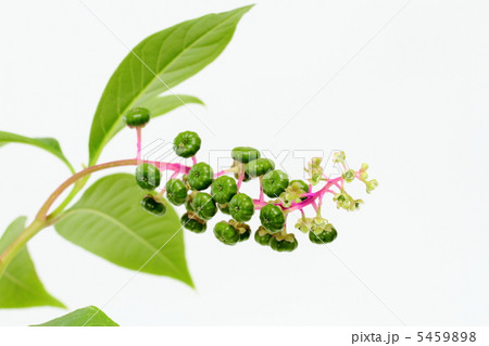 洋種山牛蒡の果実と花 5459898
