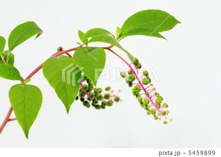 洋種山牛蒡の果実と花 5459899